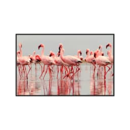 Quadro Decorativo Flamingos