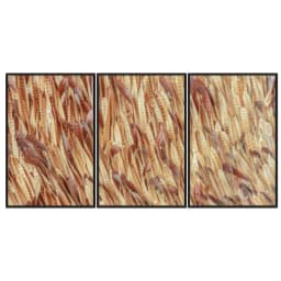 Kit Quadros Decorativos Vagem Desidratada