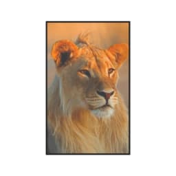 Quadro Decorativo Leão Jovem
