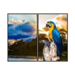 Kit Quadros Decorativos Arara Azul