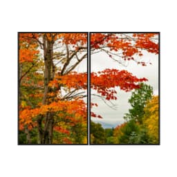 Kit Quadros Decorativos Árvore Laranja