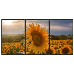 Kit Quadros Decorativos Girassol