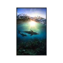 Quadro Decorativo Golfinhos
